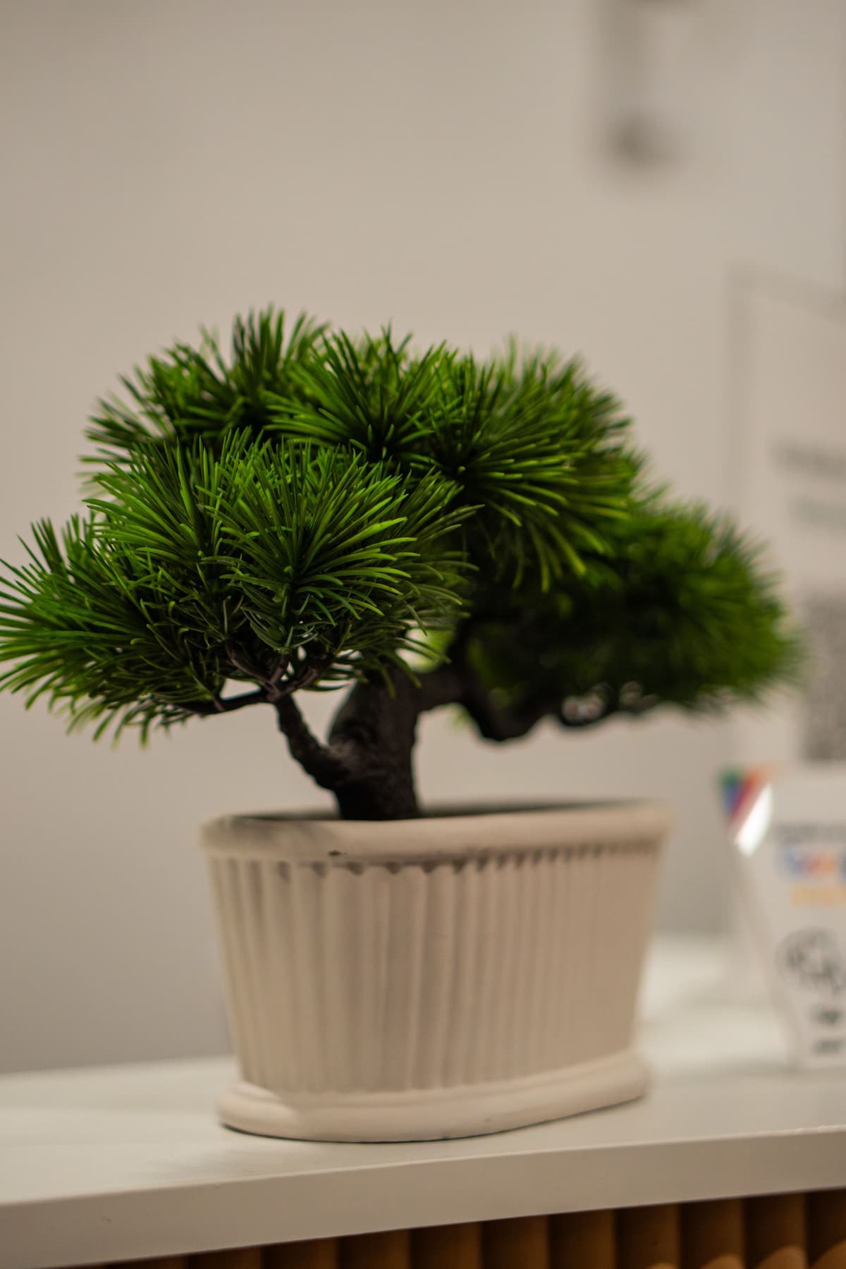 A small bonsai in a ribbed planter on the white counter
