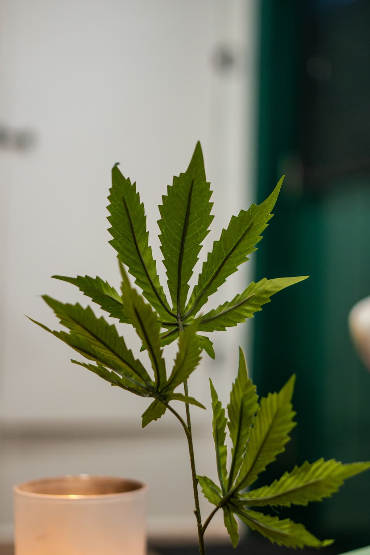 A cannabis leaf stem in the shop window